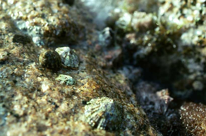 01 patella cerulea.jpg - Monodonta turbinata e Patella cerulea sono erbivore, resistono fuori dall'acqua.